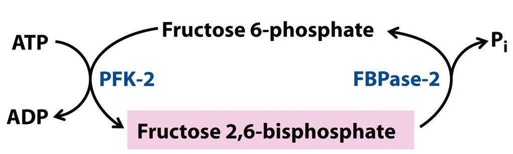 Min! fruktóz-2,6-biszfoszfát kináz domén
