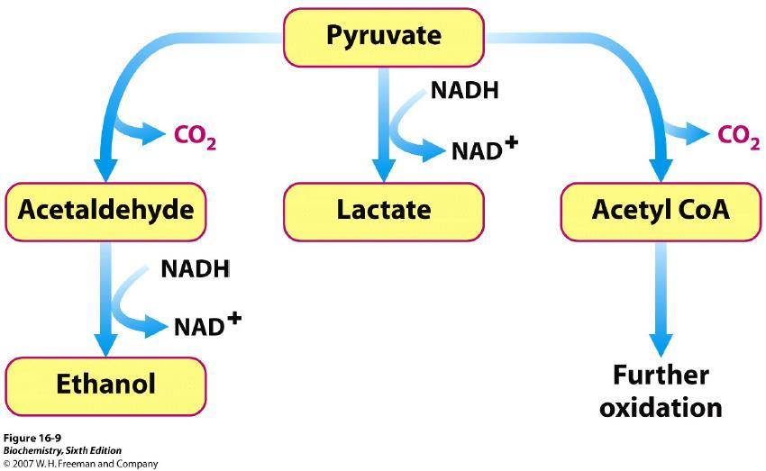 A piruvát további sorsa a lebontó folyamatokban piruvát acetaldehid laktát acetil-coa etanol alkoholos erjedés pl.