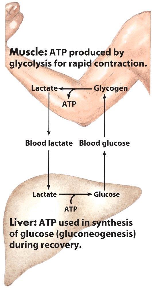 A vér laktátkoncentrációja (μm) Cori-ciklus izom: a gyors összehúzúdáshoz ATP-t termel glikolízis révén A vér laktátkoncentrációja