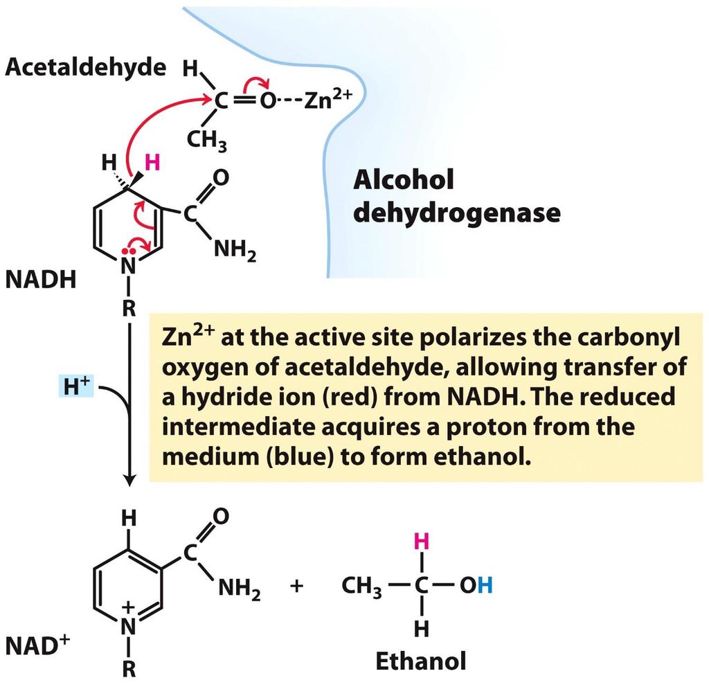 Az alkohol dehidrogenáz aktív centruma acetaldehid alkohol dehidrogenáz Az aktív helyen lévő Zn 2+ polarizálja az acetaldehid karbonil-csoportját,