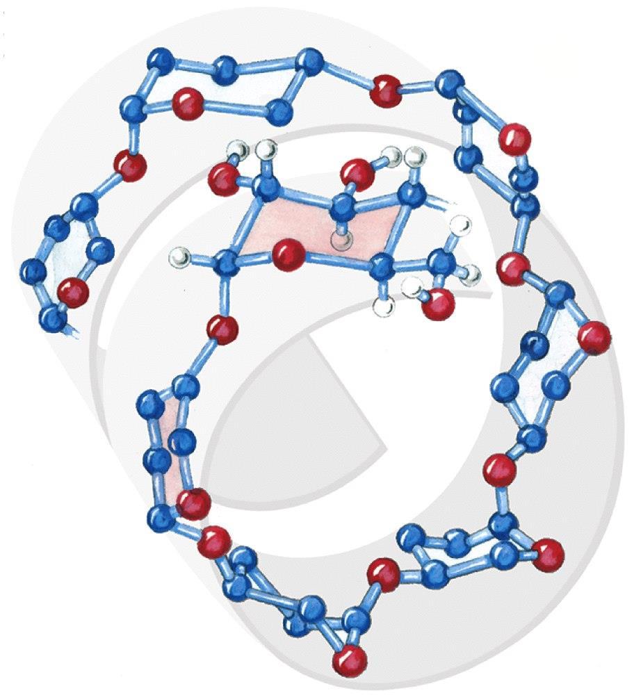 A keményítő szerkezete (α1 4) kapcsolt D-glükóz egységek az emésztés során az amiláz enzimek: az α(1