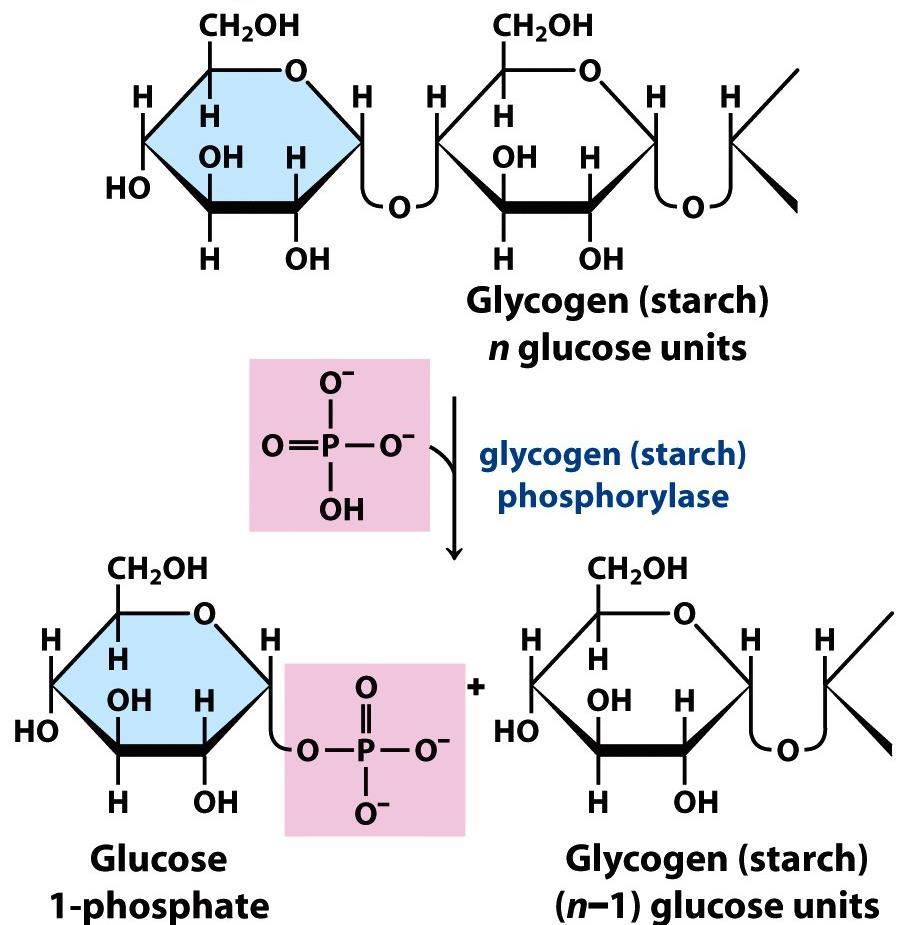 A sejtben tárolt glikogén felhasználása: nemredulákó vég glikogén n glükóz egység