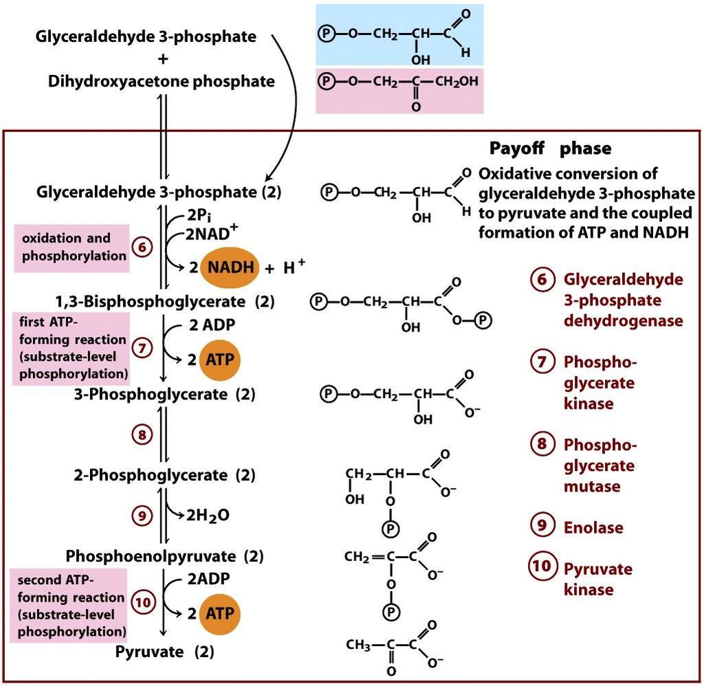 gliceraldehid-3-foszfát dihidroxi-aceton-foszfát trióz-foszfát izomeráz gliceraldehid-3-foszfát oxidáció és foszforilezés 2-foszfoglicerát foszfo-enol-piruvát 1,3-biszfoszfoglicerát szubsztrátszintű