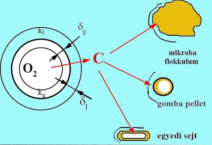 Az oxigén útja Az oxigén molekula útja több szakaszra osztható: A buborék belseje (tömbfázis) - (gáz)diffúzió Gázoldali határréteg - (gáz)diffúzió Folyadékoldali határréteg - diffúzió folyadékban
