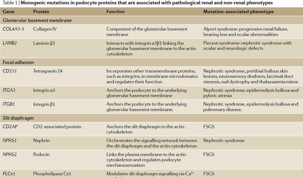 Podocita fehérjéinek