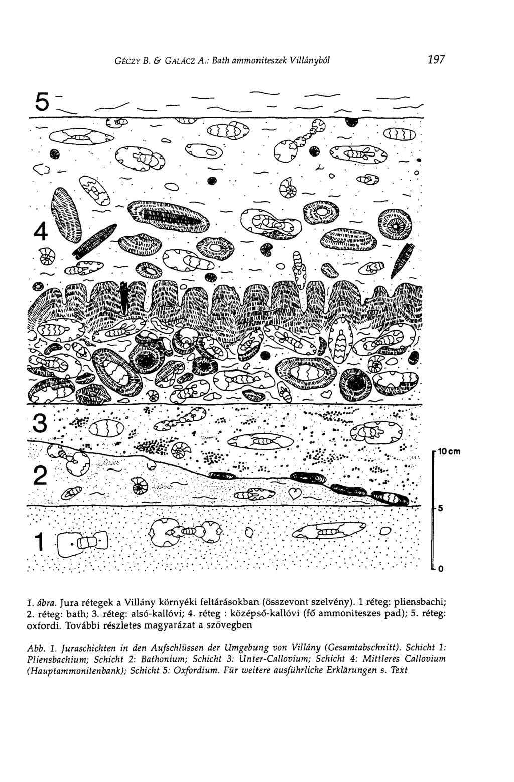 GÉCZY В. & GALA.CZ A.: Bath ammoniteszek Villányból 197 1. ábra. Jura rétegek a Villány környéki feltárásokban (összevont szelvény). 1 réteg: pliensbachi; 2. réteg: bath; 3. réteg: alsó-kallóvi; 4.