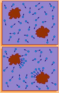 a biológia hozzájárulása Robert Brown (1773-1858) A Brief Account of Microscopical Observations made in the Months of June, July, and August, 1827, on the Particles Contained in