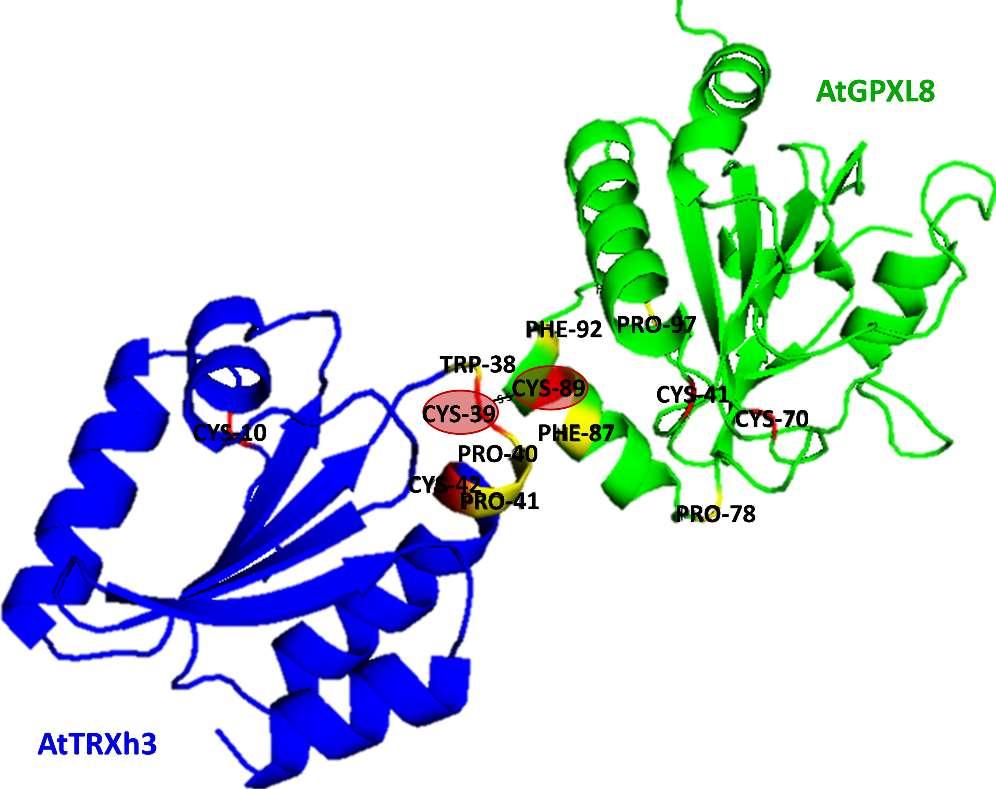 ciszteint tartalmaznak katalitikus helyükön (Eshdat és mtsai., 1997), ráadásul nagyon sok növényi GPX a TRXred-t részesíti előnyben redukáló komponensként a GSH-val szemben (Jung és mtsai.