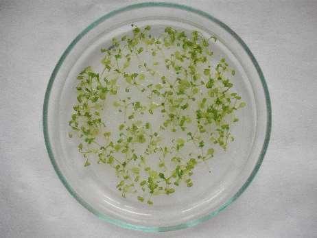Növekedési paraméterek meghatározása A 4 napos előnevelt csíranövényeket kontroll, illetve ozmotikumot tartalmazó Petri csészékbe helyeztük, majd a