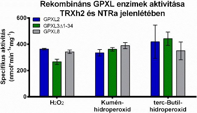 termeltetett rekombináns GPXL2, -3 és -8 izoenzimek szubsztrát specifitását.