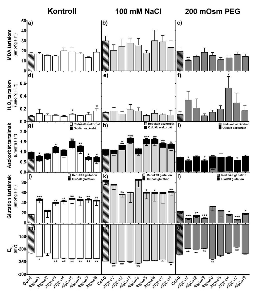 19. ábra Arabidopsis thaliana vad típusú (Col-0) és gpxl mutáns növények gyökerében mért fiziológiai paraméterek értékeinek átlaga és szórása (SE, n=9-12) kontroll körülmények között, illetve két