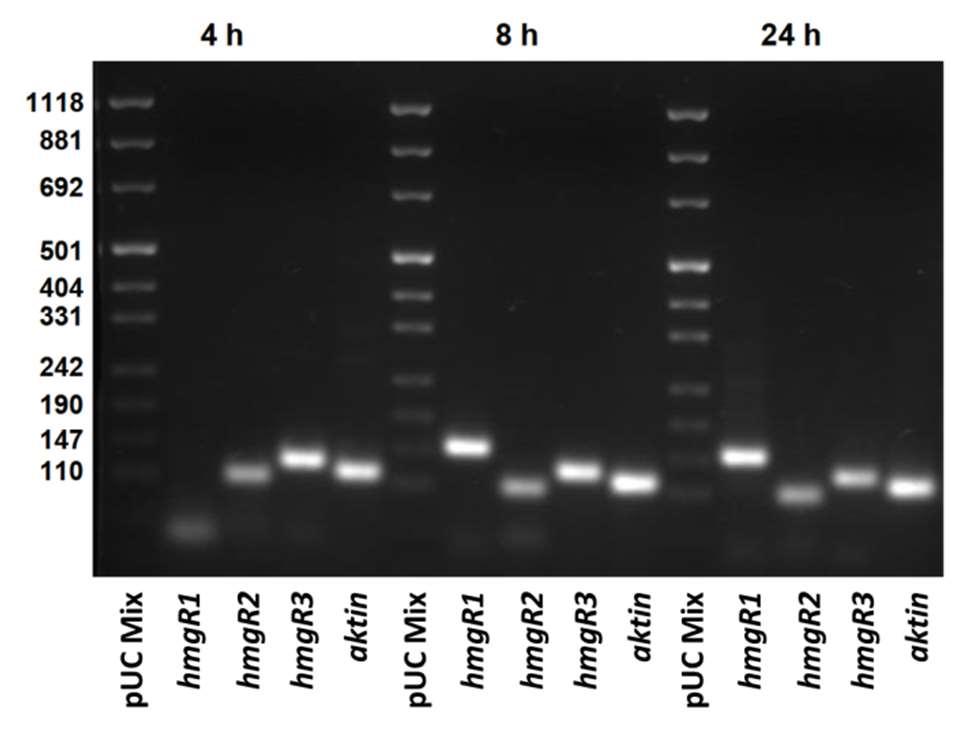 a hmgr1 gén transzkripciója csak a hifákban volt kimutatható.