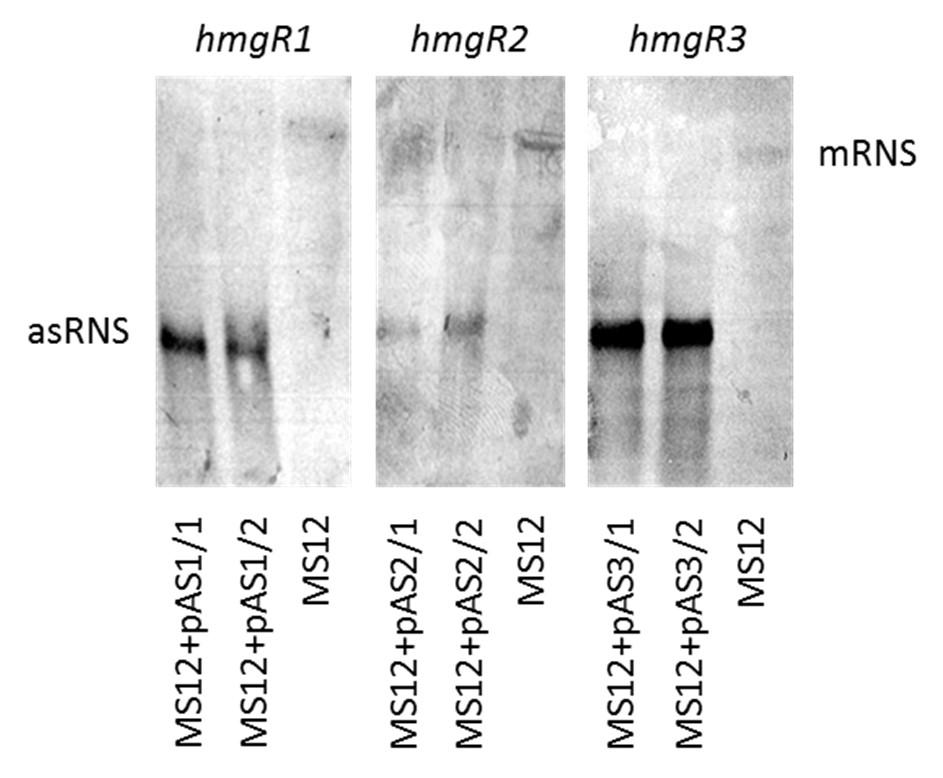 Mindkét gén használhatónak tűnik a terpén- és karotin-bioszintézis javítását célzó rekombináns törzsnemesítésre is. 5.2.1.3. A M.