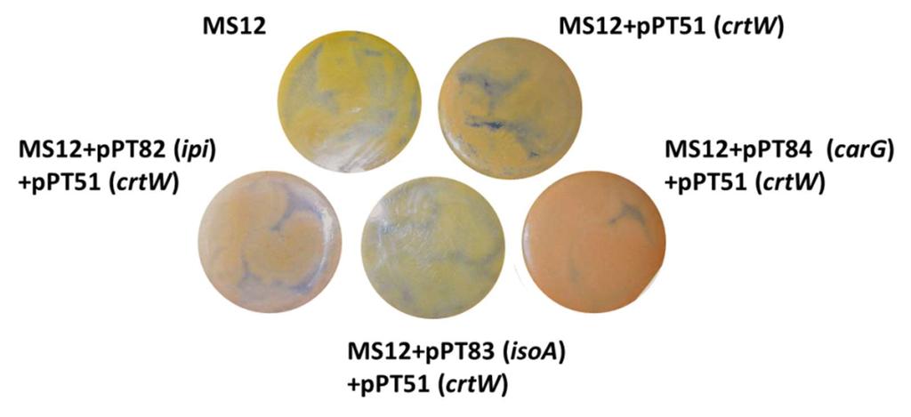 Amint az a korábbi vizsgálatok alapján várható volt, a kotranszformánsok összkarotinoidtartalma, az MS12 és a csak a bakteriális géneket hordozó törzsekhez képest jelentősen megemelkedett (10.