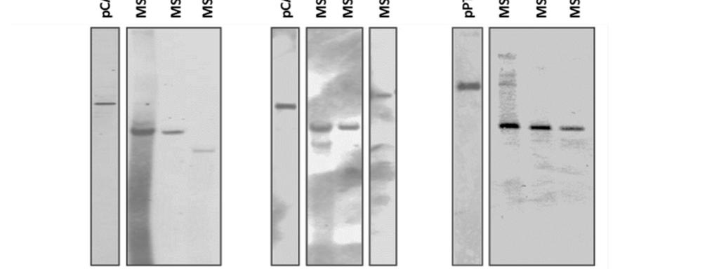 A sikeres transzformációs kísérletek (azaz a pca8lf, pca9lf, pca8 R és a ppt51 R1-3 fragmentumok alkalmazása) során a bejuttatott fragmentumok integrálódtak a genomba (27. ábra)