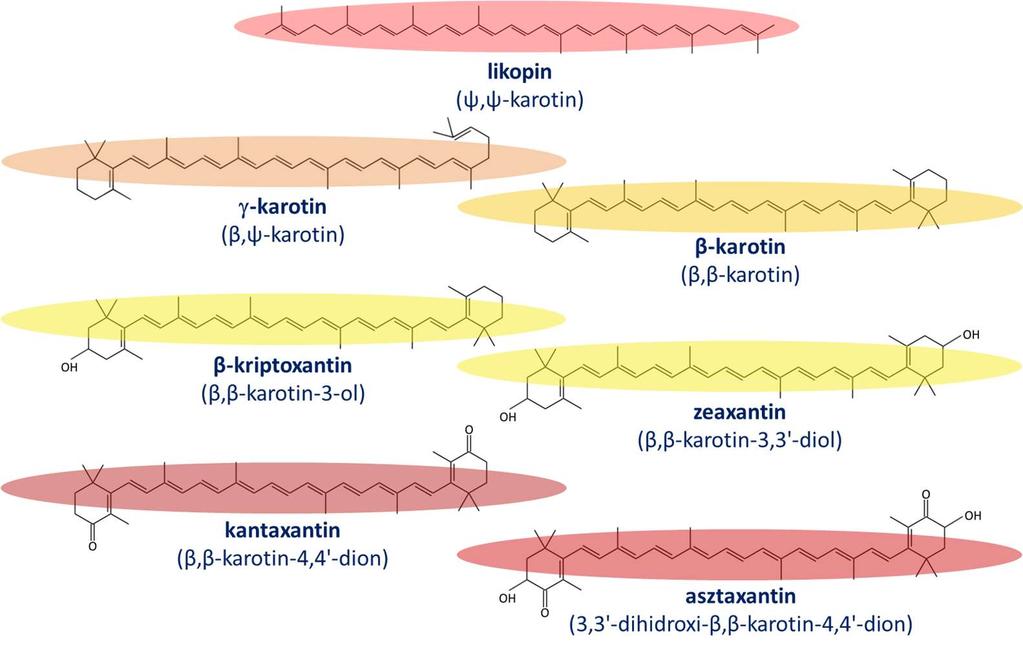 2.3. A MIKROBIÁLIS KAROTINTERMELÉS VIZSGÁLATÁNAK JELENTŐSÉGE A karotinoidok zsíroldékony, konjugált kettős kötéseket tartalmazó, izoprénvázas vegyületek.