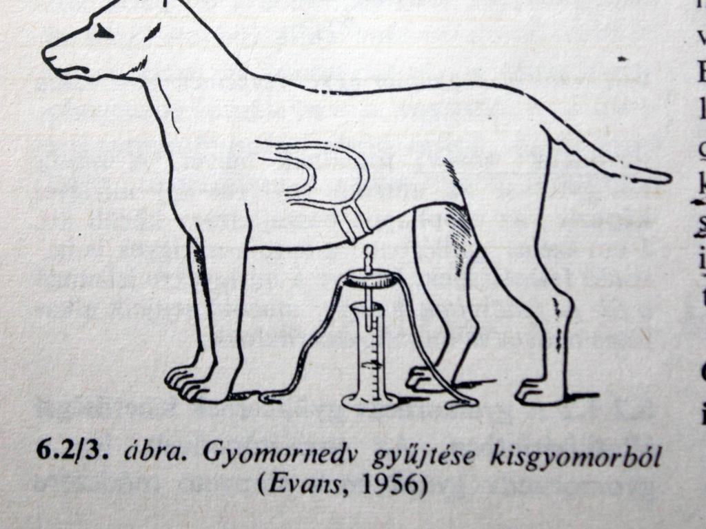 kis gyomor Evans, 1956