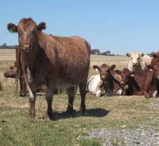állattenyésztés takarmányigénye nő: földhasználat változik