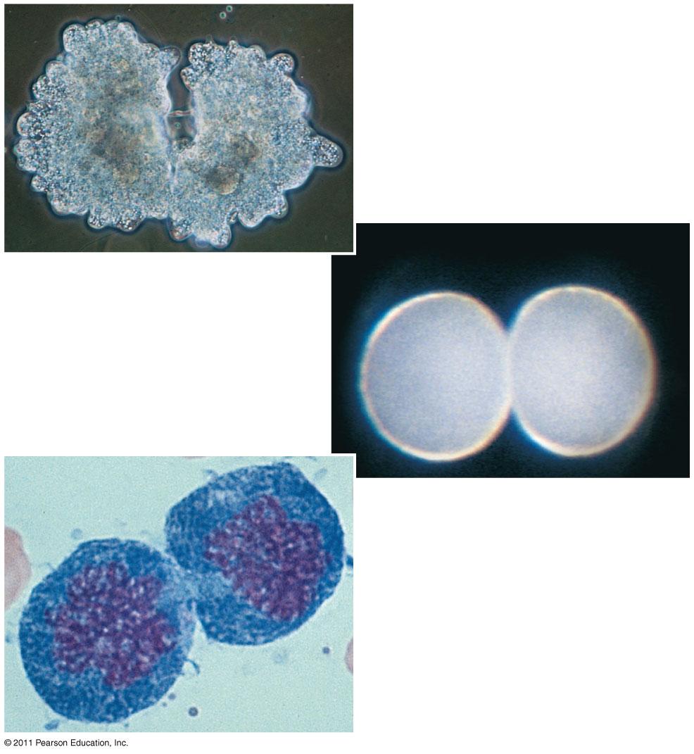 100 mm (a) Reprodukció (b) Növekedés és