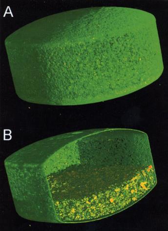 Adalat OROS tabletta Hatóanyag: Mag: Bevonat: Komponensek Festék: nifedipin magnézium-sztearát, hipromellóz (5 cp), polietilén-oxid, vörös vas-oxid (E 172), nátrium-klorid.