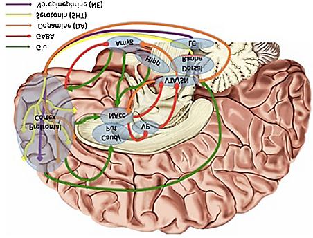 stressz válasz/affectiv & cognitiv feldolgozás, szabályozás (neuroimaging