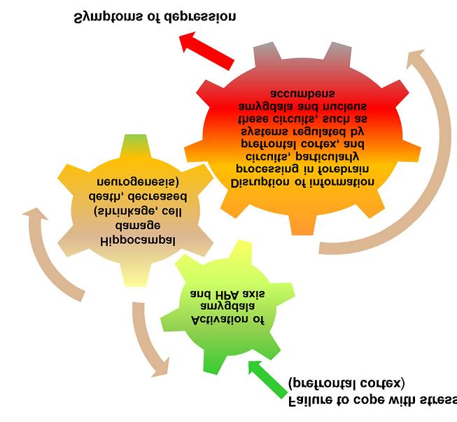 Stressz depresszió P. Willner et al.