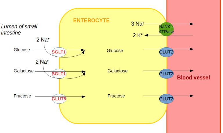 Enterocyta luminális membránja glukóz glukóz galaktóz fruktóz galaktóz fruktóz