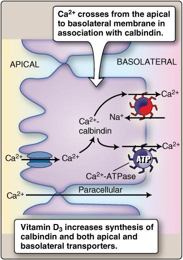 a Ca ++ calbindinhez kötve szívódik fel Kalciumfelszívás Duodenum, proximális jejunum Paracelluláris diffúzió