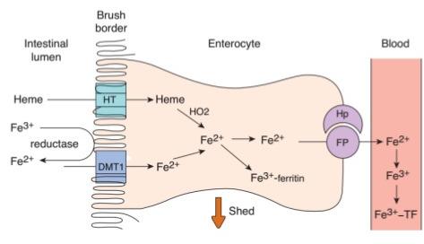 proximális jejunum 1. vasbelépés az enterocytába facilitált diffúzió?