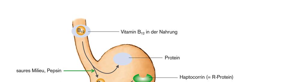 A B 12 -vitamin felszívódása az ileumból történik A vízoldékony vitaminok felszívódása Na-mal történő