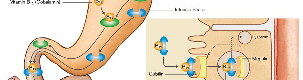 savas ph, pepsin fehérje haptocorrin (R protein) intrinsic faktor lizosoma ileum 35 Lumen Ileum, Colon Na + A Na