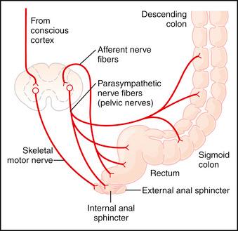 inkontinencia Sacralis gv. Kéreg, hypothalamus Mechanoszenz. afferens PSY ideg n. pelvicus Colon descendens Motoros ideg n.