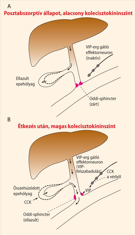 Az epeszekréció mechanizmusa EPEHÓLYAG Na + Cl - Cl - HCO 3 - Az epehólyagból származó epe: sötétzöld nagyobb epesav-koncentráció ph enyhén savas DUCTUSSEJT Epesavas sók ozmotikus vízáramlás!