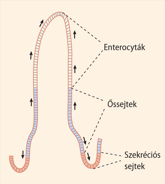 aktív anion (Cl - ) szekréció, melyet serkent: - citokinek, hisztamin, bradykinin - szekretin, gasztrin, CCK -VIP, substance P - cholera toxin 15 Bélnedvszekréció Celluláris