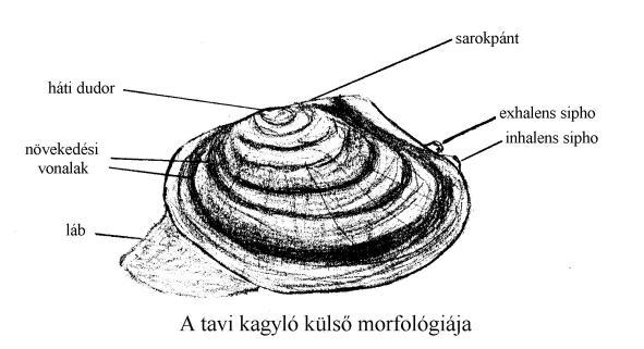 fejlett lárvaalak pete hal (másodlagos köztigazda) csillós