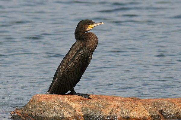 (Ciconiiformes) Család: Kárókatonafélék