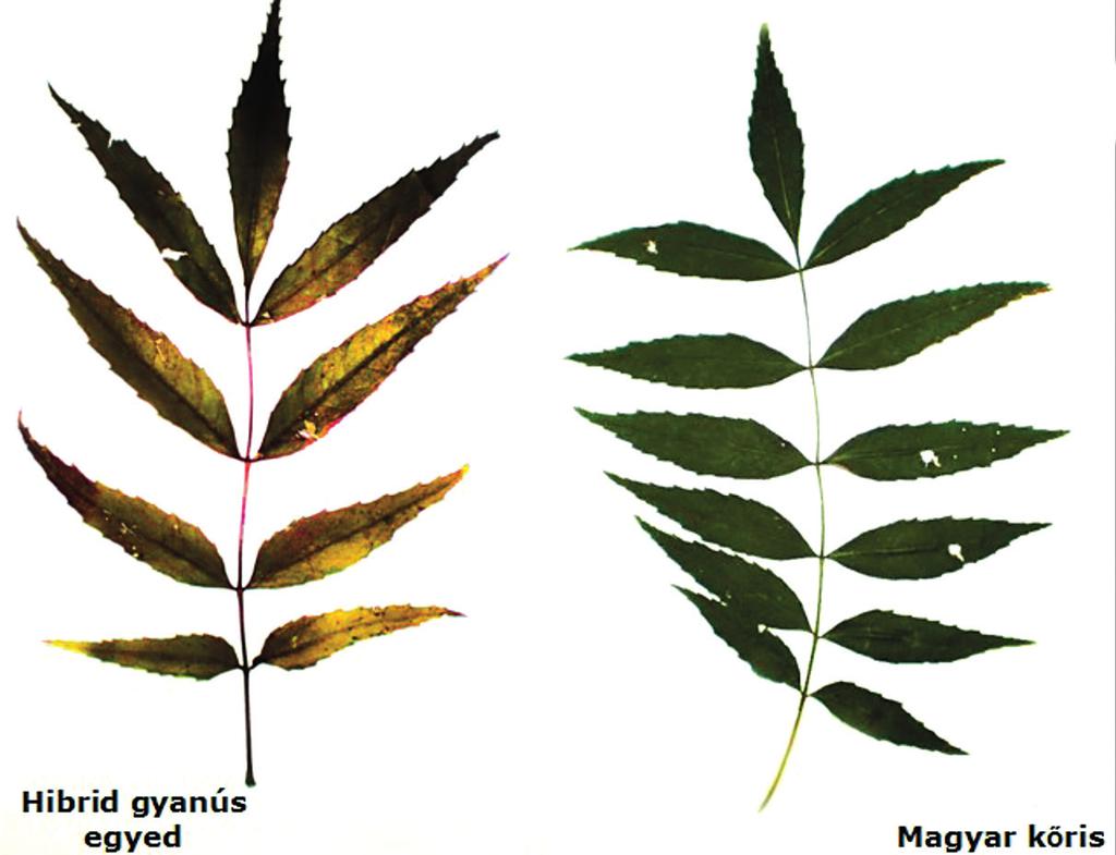124 Silnicki Ádám, Zagyvai Gergely és Bartha Dénes 7. ábra: Magyar kőris és hibrid gyanús egyed levele Figure 7: Leaves of Fraxinus angustifolia subsp.