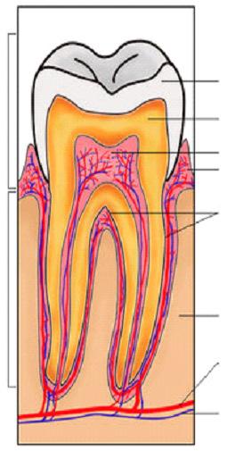 fogak 32 db korona zománc dentin