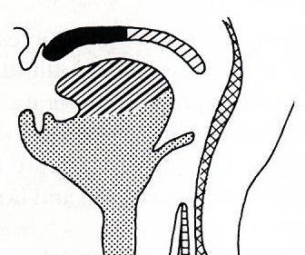 (DEGLUTITIO) 1. Akaratlagos fázis: szájüreg garat 2. Garati (pharingeális) fázis Reflexes működés 3.