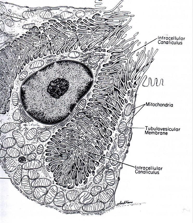 Parietalis sejt Muscularis mucosa Oxynthicus area