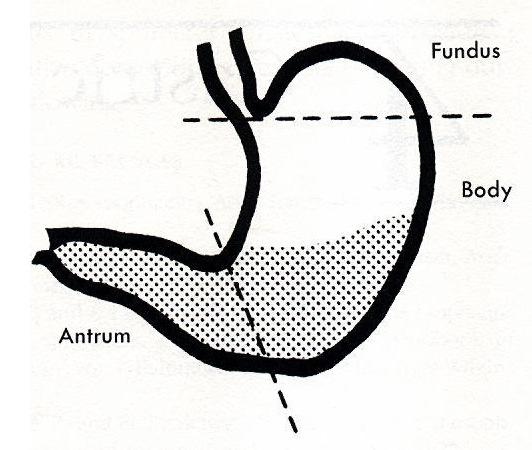 A PROXIMÁLIS GYOMOR MOTILITÁSA 1. TELŐDÉS: RECEPTÍV RELAXÁCIÓ (Vago-vagális reflex, lokális reflex, stressz relaxáció 2.