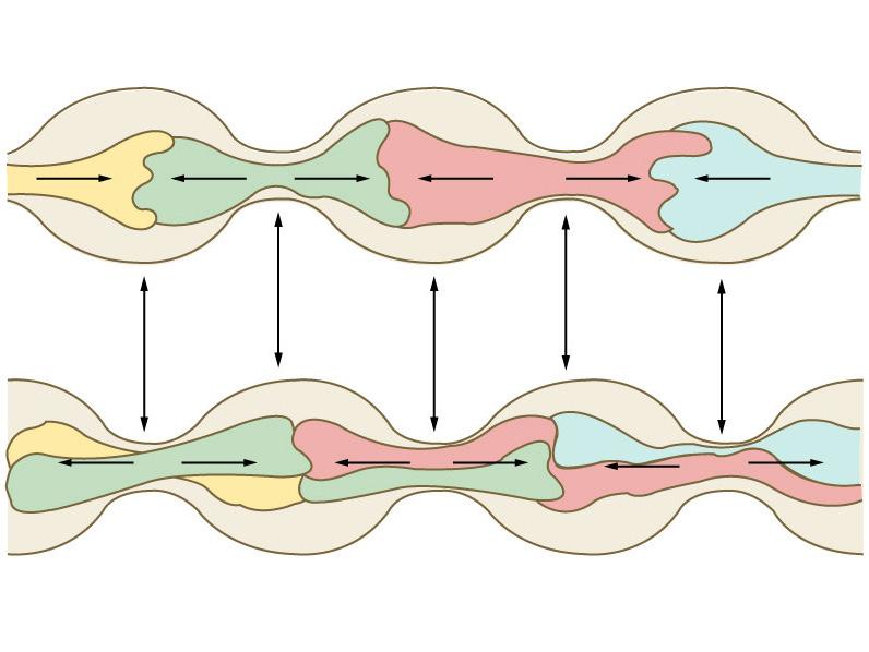 (propulzív) transzport PERISZTALTIKUS MOZGÁSOK
