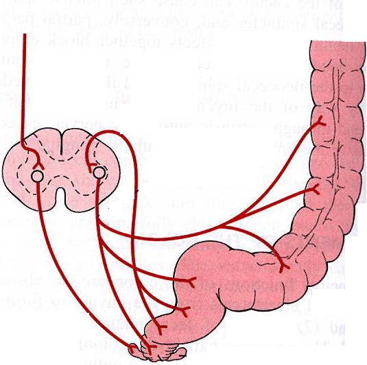 RECTUM ÉS AZ ANÁLIS CSATORNA MOTILITÁSA: DEFECATIO Szakrális gerincvelő Lumbális gerincvelő Sympath. ggl. Parasympathicus reflex: a rectum tágulása váltja ki N.