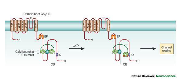 Calcium csatornák Ca V 1-3 : CACNA1X 3 alcsalád; fly: 4 féle, worm: 5 féle Szelektivitás: - 1000x Ca 2+ : K +,