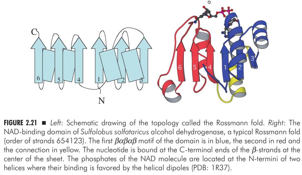 Nevét a triosephosphate isomerase nevű enzimről kapta Helikális szerkezetek Domén szerkezetű fehérjék