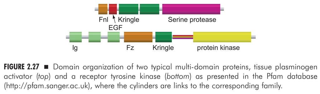 Két jól elkülönülő doménből álló proteinek lehetséges elrendeződései Mozaik fehérjék Példa: Néhány