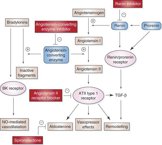 ACE-inhibitors ACE gátló bradykinin