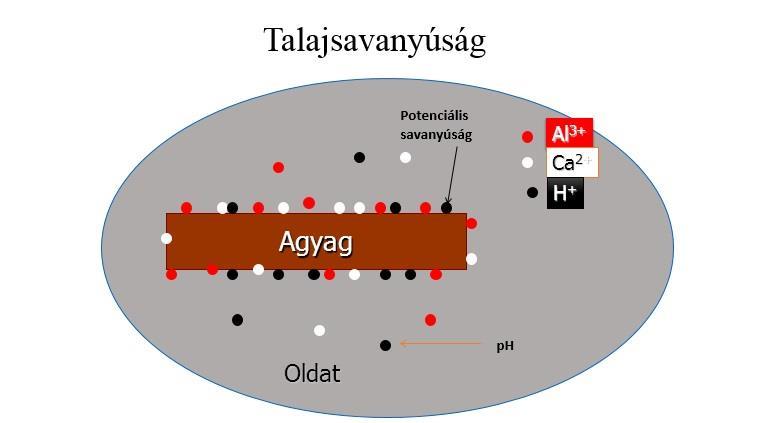 Forrás: