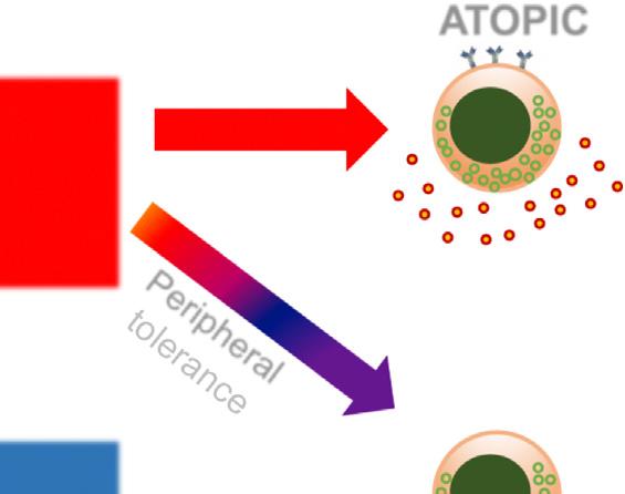 allergens. T cells with capacity to recognize allergens are present in healthy individuals and in individuals with allergy. studied to understand mechanisms of allergen tolerance in humans.