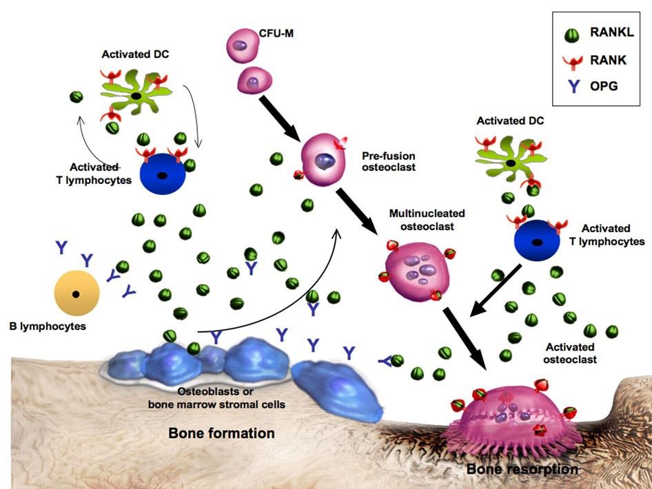 A RANKL az osteoclast képződésének, működésének és túlélésének fontos mediátora, és nemcsak a csontvelő